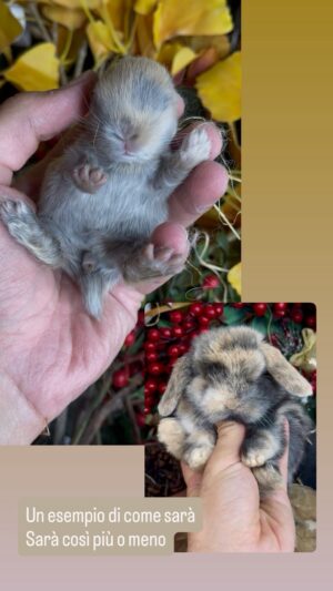 A1)290€ )🔒Riservato/a da Livorno 🔒 non è disponibile più 🔒Disponibile alla prenotazione Bellissimo/a cucciolo/a minilop UD NEONATO Colore Arlecchino nato il 01/09/2026 (il 20 settembre sara cresciuto bene per le nuove fotografie ) .( Certificato Medico Sanitario + Garanzia (3 Mesi) Sulle Malattie Genetiche E Sul Cucciolo- Garanzia Sulla Grandezza Da Adulti, Trattamenti Medici Inclusi, Assistenza Per I Primi Mesi Sulla Gestione Per Dare Una Vita Lunga Al Coniglietto, Assistenza Veterinaria ). Alta Selezione Del Minilop Puro Da Tutta L’Europa, Abbiamo 2 Dipendenti, Il Loro Lavoro Abituare I Cuccioli Alla Lettiera E Al Contatto Con I Bambini E Gli Animali. Vivono Liberi Come Un Gatto Volendo). (Whatsapp: 3519069229) Consegna In Tutta Italia 🇮🇹)