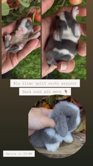 A1)440€ )🔒Riservato/a da Roma 🔒 non è disponibile più 🔒Bellissimo/a cucciolo/a minilop UD NEONATO Colore BLU LILAC SPLIT OCCHI AZZURRI nato il 23 settembre 2026 (il 14 ottobre sara cresciuto bene per le nuove fotografie ) .( Certificato Medico Sanitario + vaccino trivalente +Garanzia (3 Mesi) Sulle Malattie Genetiche E Sul Cucciolo- Garanzia Sulla Grandezza Da Adulti, Trattamenti Medici Inclusi, Assistenza Per I Primi Mesi Sulla Gestione Per Dare Una Vita Lunga Al Coniglietto, Assistenza Veterinaria ). Alta Selezione Del Minilop Puro Da Tutta L’Europa, Abbiamo 2 Dipendenti, Il Loro Lavoro Abituare I Cuccioli Alla Lettiera E Al Contatto Con I Bambini E Gli Animali. Vivono Liberi Come Un Gatto Volendo). (Whatsapp: 3519069229) Consegna In Tutta Italia 🇮🇹)