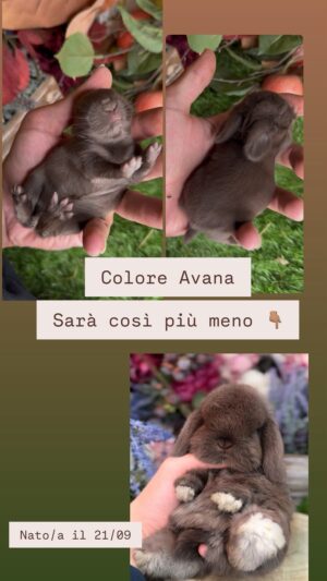 A1)350€ )🔒Riservato da Piemonte 🔒 non è disponibile più 🔒Bellissimo/a cucciolo/a minilop UD NEONATO Colore AVANA cioccolato nato il 21 settembre 2026 (il 14 ottobre sara cresciuto bene per le nuove fotografie ) .( Certificato Medico Sanitario + vaccino trivalente + Garanzia (3 Mesi) Sulle Malattie Genetiche E Sul Cucciolo- Garanzia Sulla Grandezza Da Adulti, Trattamenti Medici Inclusi, Assistenza Per I Primi Mesi Sulla Gestione Per Dare Una Vita Lunga Al Coniglietto, Assistenza Veterinaria ). Alta Selezione Del Minilop Puro Da Tutta L’Europa, Abbiamo 2 Dipendenti, Il Loro Lavoro Abituare I Cuccioli Alla Lettiera E Al Contatto Con I Bambini E Gli Animali. Vivono Liberi Come Un Gatto Volendo). (Whatsapp: 3519069229) Consegna In Tutta Italia 🇮🇹)