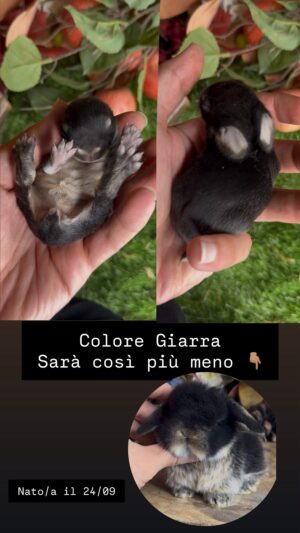 A1)300€ )Disponibile alla prenotazione Bellissimo/a cucciolo/a minilop UD NEONATO Colore GIARRA NERO FOCATO nato il 24 settembre 2026 (il 14 ottobre sara cresciuto bene per le nuove fotografie ) .( Certificato Medico Sanitario +vaccino trivalente + Garanzia (3 Mesi) Sulle Malattie Genetiche E Sul Cucciolo- Garanzia Sulla Grandezza Da Adulti, Trattamenti Medici Inclusi, Assistenza Per I Primi Mesi Sulla Gestione Per Dare Una Vita Lunga Al Coniglietto, Assistenza Veterinaria ). Alta Selezione Del Minilop Puro Da Tutta L’Europa, Abbiamo 2 Dipendenti, Il Loro Lavoro Abituare I Cuccioli Alla Lettiera E Al Contatto Con I Bambini E Gli Animali. Vivono Liberi Come Un Gatto Volendo). (Whatsapp: 3519069229) Consegna In Tutta Italia 🇮🇹)